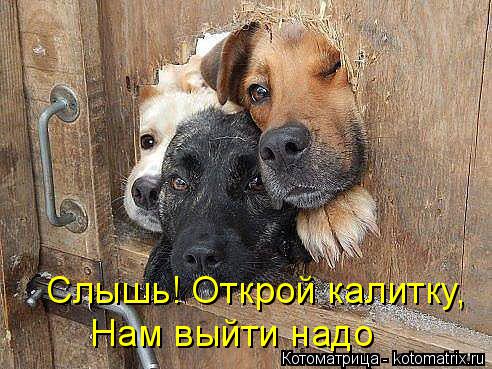 Котоматрица: Слышь! Открой калитку, Нам выйти надо