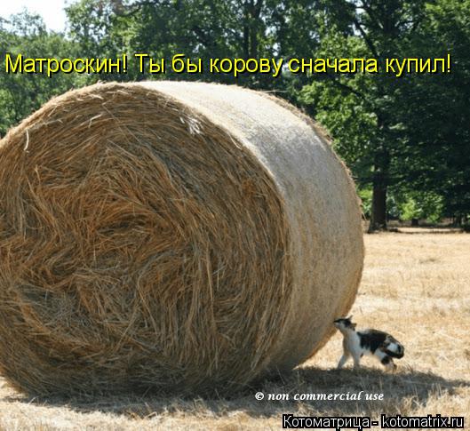 Котоматрица: Матроскин! Ты бы корову сначала купил!