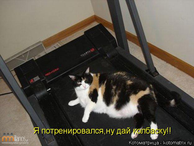 Котоматрица: Я потренировался,ну дай колбаску!!