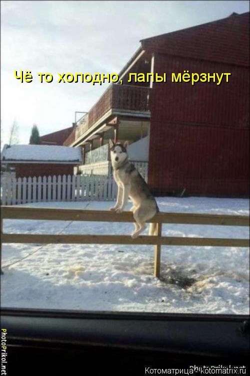 Котоматрица: Чё то холодно, лапы мёрзнут