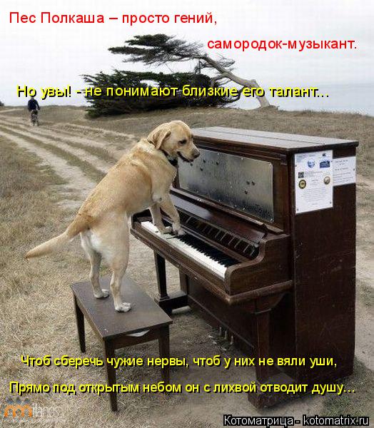 Котоматрица: Пес Полкаша – просто гений,  самородок-музыкант. Но увы! - не понимают близкие его талант... Чтоб сберечь чужие нервы, чтоб у них не вяли уши, П