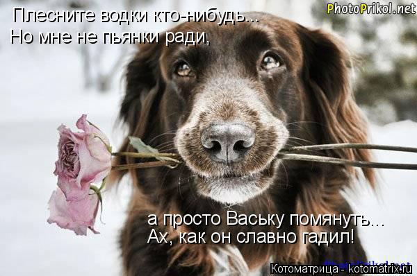 Котоматрица: Плесните водки кто-нибудь... Но мне не пьянки ради, а просто Ваську помянуть... Ах, как он славно гадил!