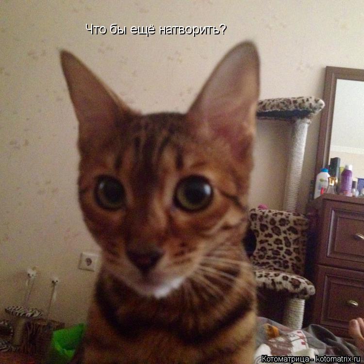 Котоматрица: Что бы ещё натворить?