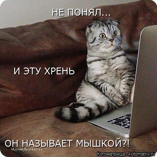 Котоматрица: НЕ ПОНЯЛ... И ЭТУ ХРЕНЬ ОН НАЗЫВАЕТ МЫШКОЙ?!