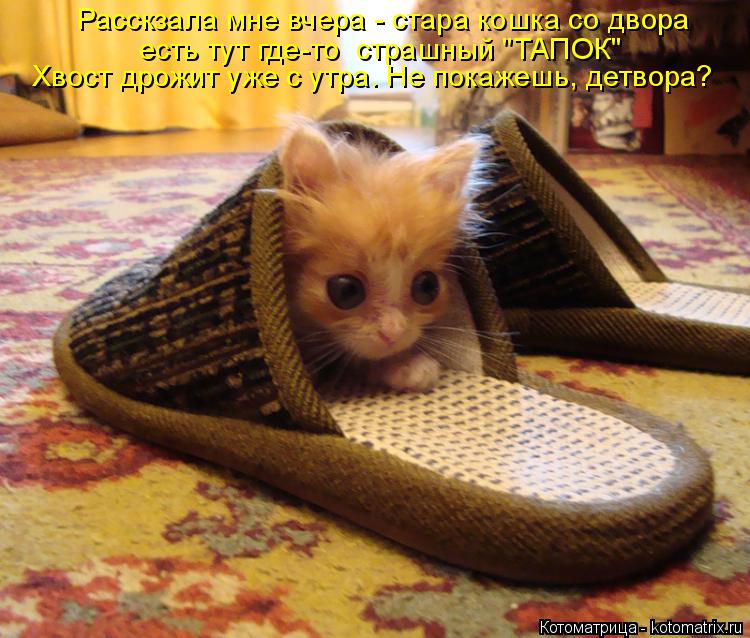 Котоматрица: Расскзала мне вчера - стара кошка со двора есть тут где-то  страшный "ТАПОК"  Хвост дрожит уже с утра. Не покажешь, детвора?