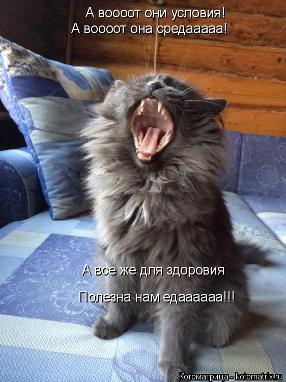 Котоматрица: А воооот они условия! А воооот она средааааа! А все же для здоровия Полезна нам едаааааа!!!