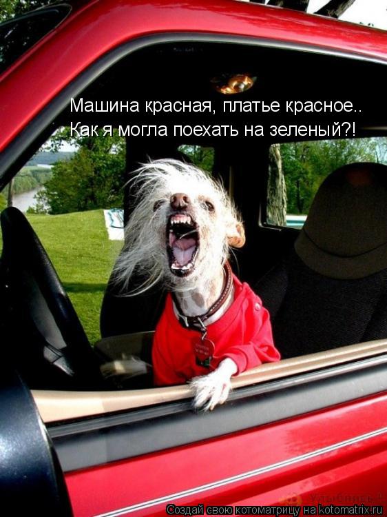 Котоматрица: Машина красная, платье красное..  Как я могла поехать на зеленый?!