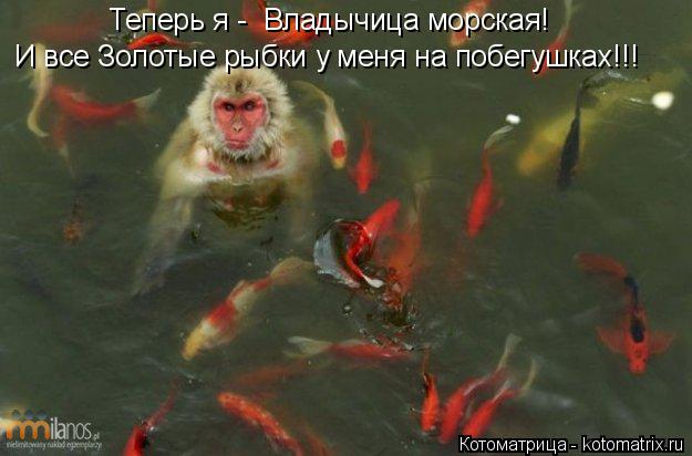 Котоматрица: Теперь я -  Владычица морская! И все Золотые рыбки у меня на побегушках!!!