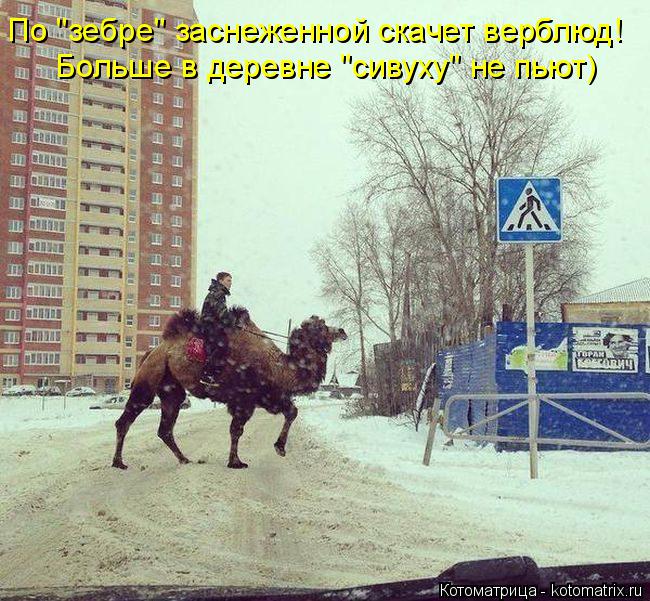 Котоматрица: По "зебре" заснеженной скачет верблюд! Больше в деревне "сивуху" не пьют)