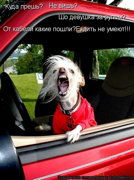 Котоматрица: Куда прешь? Не вишь? Шо девушка за рулем? От кабели какие пошли?Ездить не умеют!!!