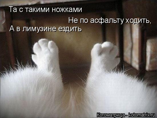 Котоматрица: Та с такими ножками Не по асфальту ходить, А в лимузине ездить