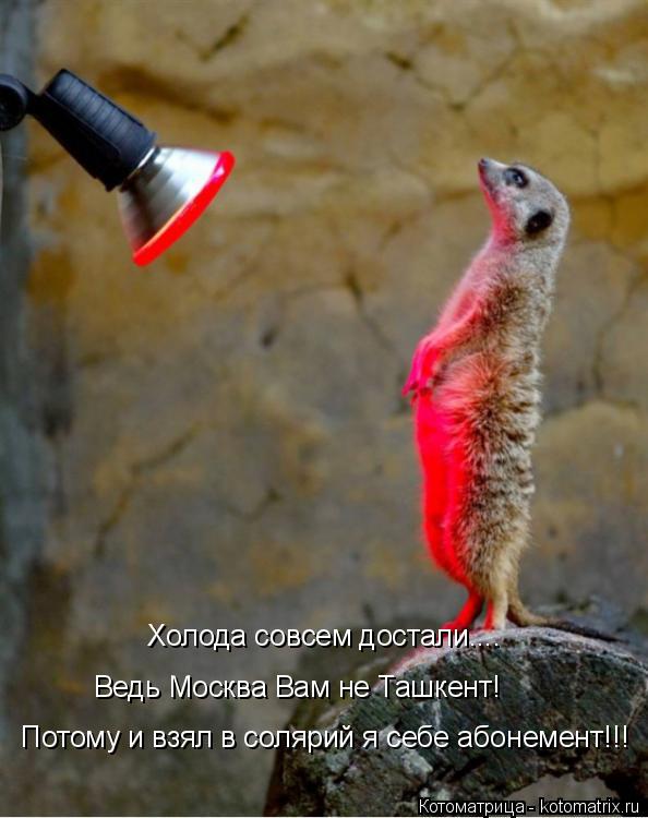 Котоматрица: Потому и взял в солярий я себе абонемент!!! Холода совсем достали.... Ведь Москва Вам не Ташкент!