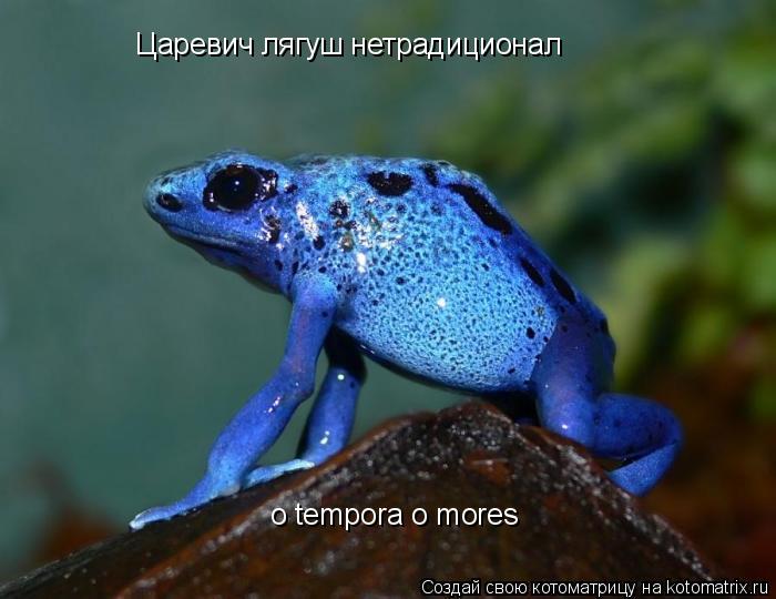 Котоматрица: Царевич лягуш нетрадиционал o tempora o mores