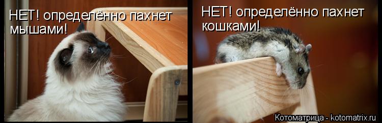 Котоматрица: НЕТ! определённо пахнет мышами! НЕТ! определённо пахнет кошками!