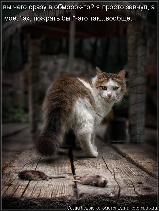 моё: "эх, пожрать бы!"-это так...вообще... вы чего сразу в обморок-то? я просто зевнул, а... Котоматрица: моё: "эх, пожрать бы!"-это так...вообще... вы чего сразу в обморок-то? я просто зевнул, а