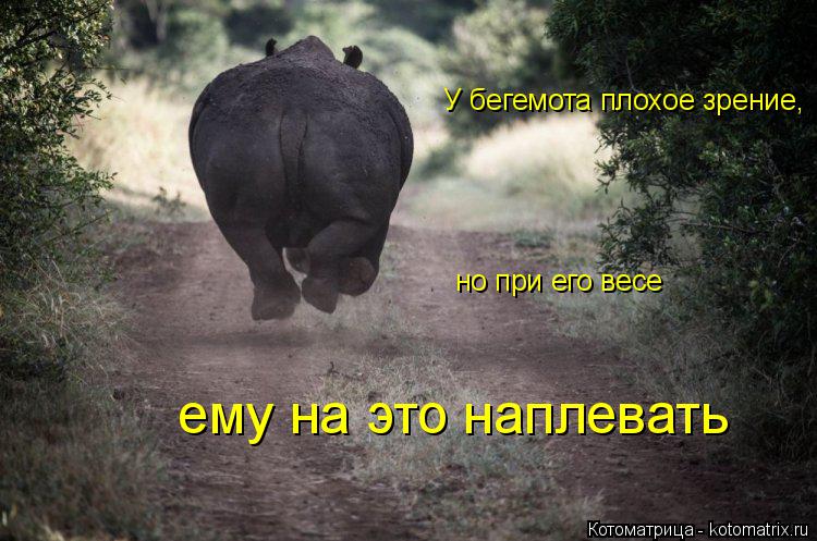 Котоматрица: У бегемота плохое зрение, но при его весе ему на это наплевать