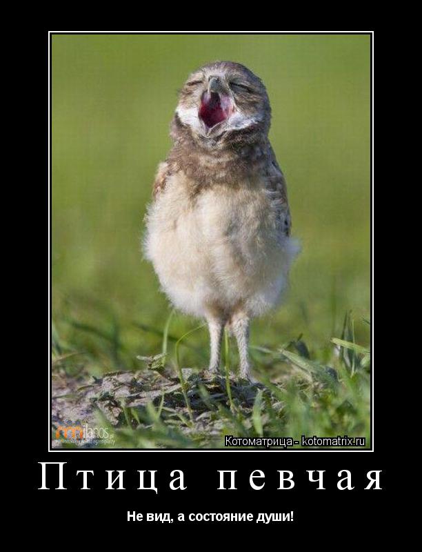 Котоматрица: Птица певчая Не вид, а состояние души!