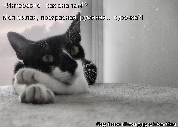 -Интересно...как она там!? Моя милая, прекрасная, румяная....курочка?!... Котоматрица: -Интересно...как она там!? Моя милая, прекрасная, румяная....курочка?!