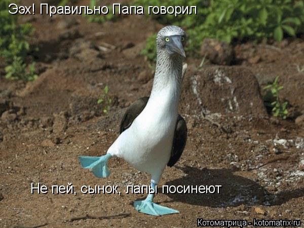 Ээх! Правильно Папа говорил Не пей, сынок, лапы посинеют... Котоматрица: Ээх! Правильно Папа говорил Не пей, сынок, лапы посинеют