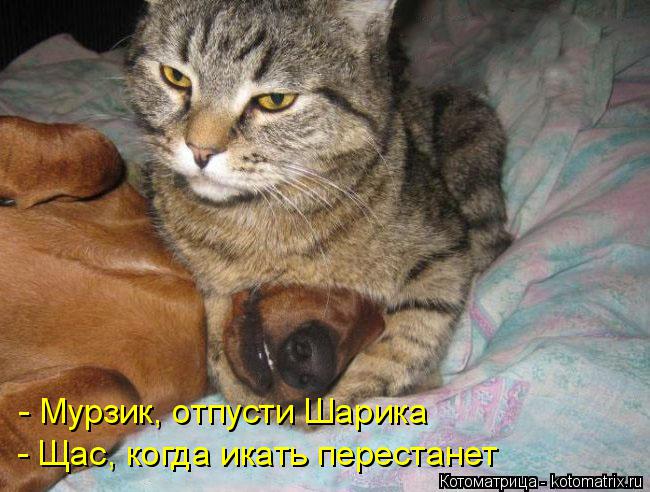 Котоматрица: - Мурзик, отпусти Шарика - Щас, когда икать перестанет