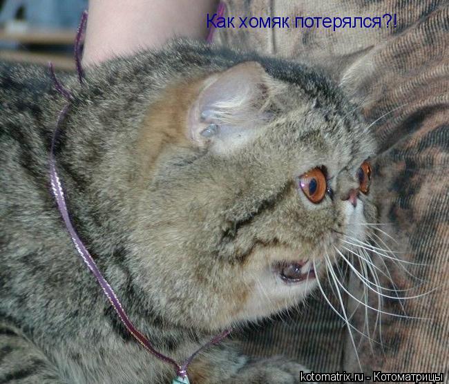 Котоматрица: Как хомяк потерялся?!