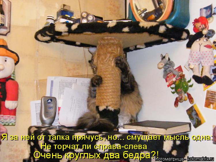 Котоматрица: Не торчат ли справа-слева   Я за ней от тапка прячусь, но... смущает мысль одна: Очень круглых два бедра?!