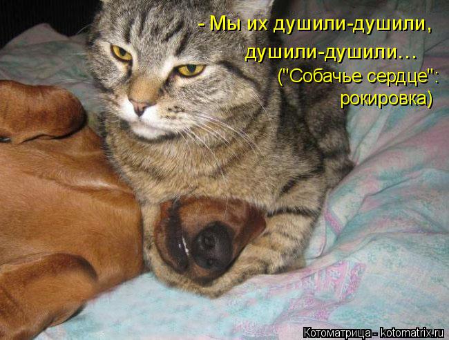 Котоматрица: - Мы их душили-душили, душили-душили… ("Собачье сердце": рокировка)
