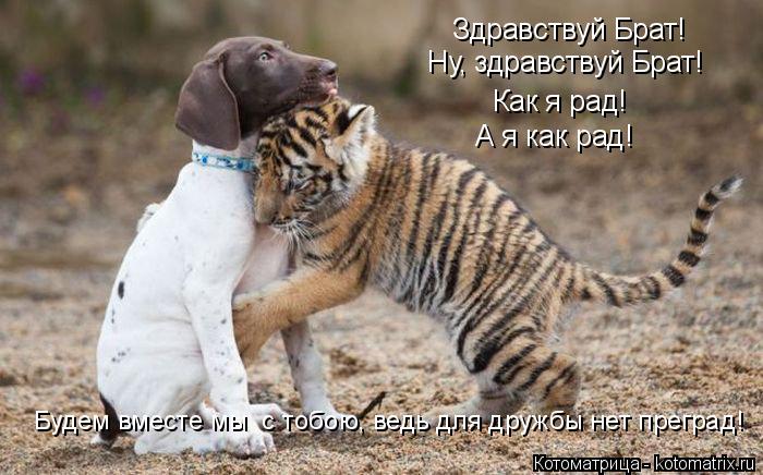 Здравствуй Брат! Ну, здравствуй Брат! Как я рад! А я как рад! Будем вместе мы с тобою, ведь для друж... Котоматрица: Здравствуй Брат! Ну, здравствуй Брат! Как я рад! А я как рад! Будем вместе мы с тобою, ведь для дружбы нет преград!