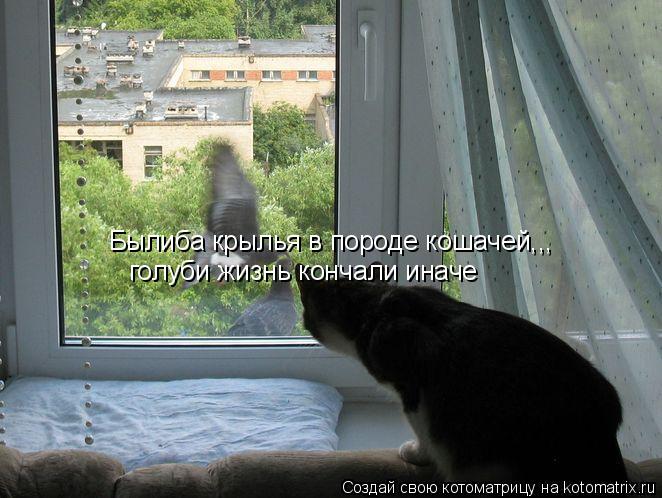 Былиба крылья в породе кошачей,,, голуби жизнь кончали иначе... Котоматрица: Былиба крылья в породе кошачей,,, голуби жизнь кончали иначе