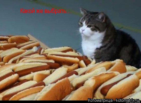 Котоматрица: Какой же выбрать... Какой же выбрать...