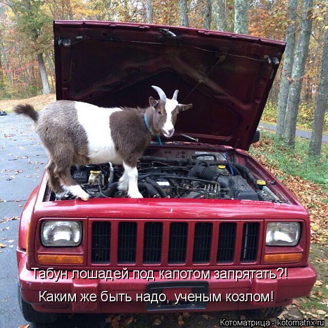Табун лошадей под капотом запрятать?! Каким же быть надо, ученым козлом!... Котоматрица: Табун лошадей под капотом запрятать?! Каким же быть надо, ученым козлом!