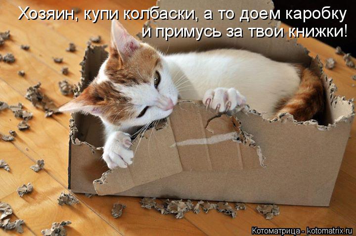 Хозяин, купи колбаски, а то доем каробку и примусь за твои книжки!... Котоматрица: Хозяин, купи колбаски, а то доем каробку и примусь за твои книжки!