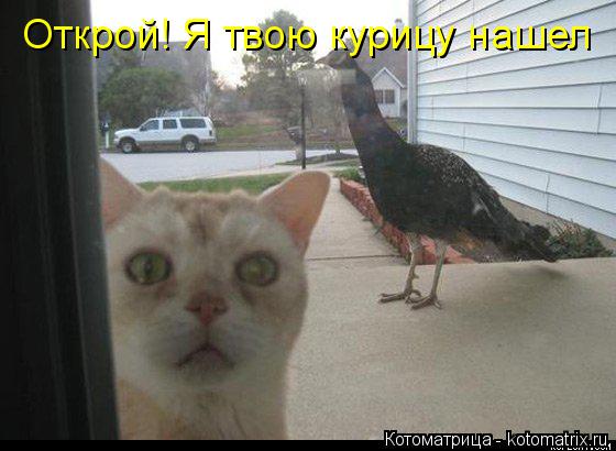 Котоматрица: Открой! Я твою курицу нашел