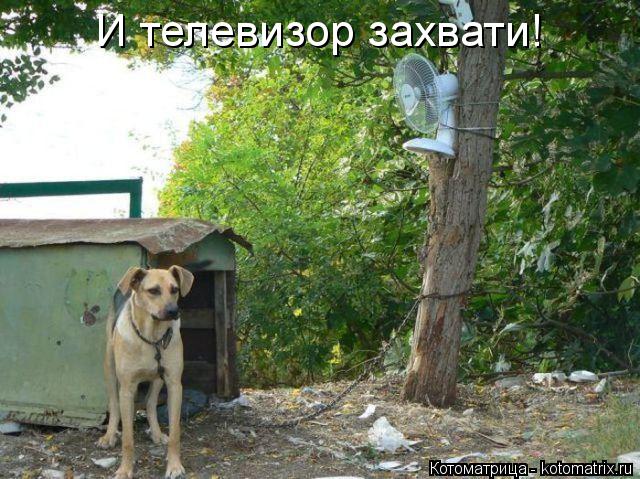 И телевизор захвати!... Котоматрица: И телевизор захвати!