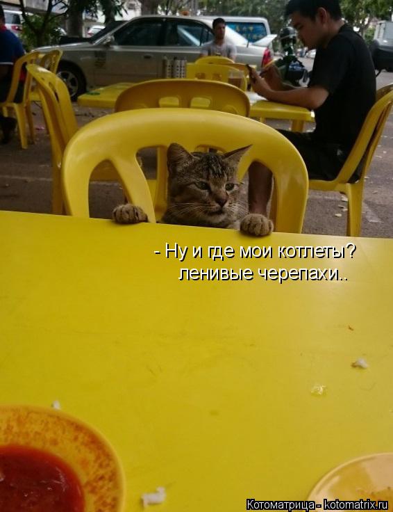 - Ну и где мои котлеты? ленивые черепахи..... Котоматрица: - Ну и где мои котлеты? ленивые черепахи..