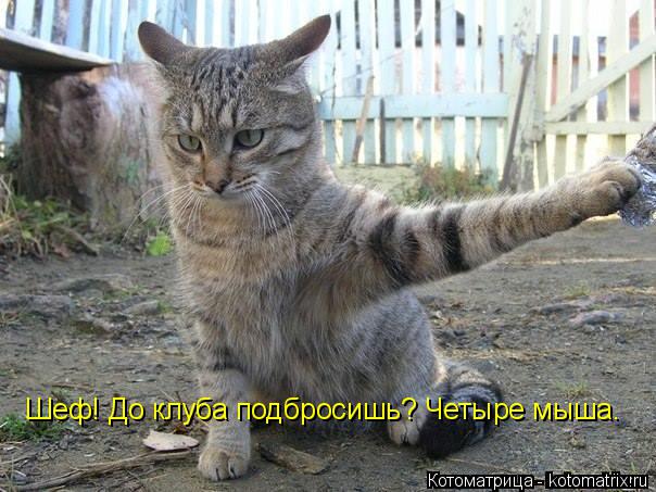Шеф! До клуба подбросишь? Четыре мыша.... Котоматрица: Шеф! До клуба подбросишь? Четыре мыша.