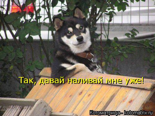 Котоматрица: Так, давай наливай мне уже!
