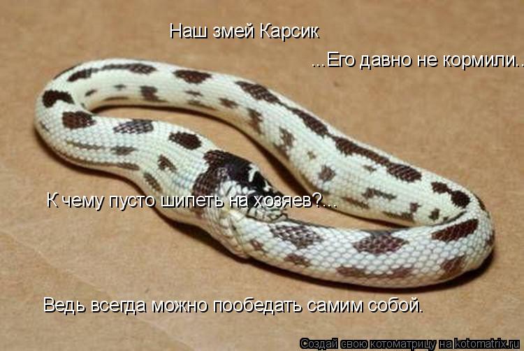 Наш змей Карсик ...Его давно не кормили... К чему пусто шипеть на хозяев?... Ведь всегда можно пообед... Котоматрица: Наш змей Карсик ...Его давно не кормили... К чему пусто шипеть на хозяев?... Ведь всегда можно пообедать самим собой.