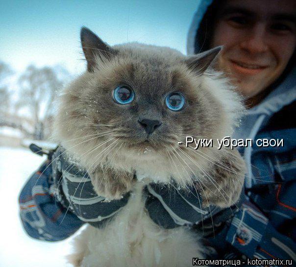 - Руки убрал свои... Котоматрица: - Руки убрал свои