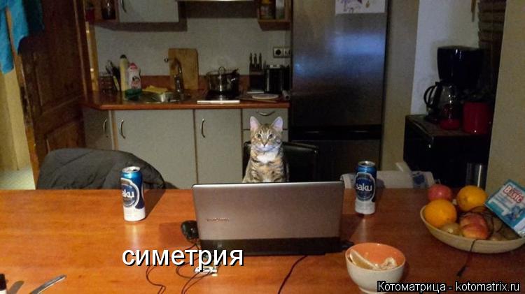 Котоматрица: симетрия
