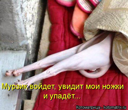 Мурзик войдет, увидит мои ножки и упадёт...... Котоматрица: Мурзик войдет, увидит мои ножки и упадёт...
