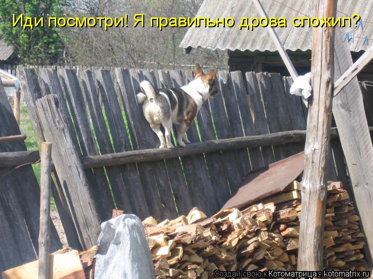 Котоматрица: Иди посмотри! Я правильно дрова сложил?