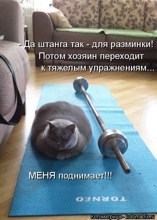 - Да штанга так - для разминки! Потом хозяин переходит к тяжелым упражнениям... МЕНЯ поднимает!!!... Котоматрица: - Да штанга так - для разминки! Потом хозяин переходит к тяжелым упражнениям... МЕНЯ поднимает!!!