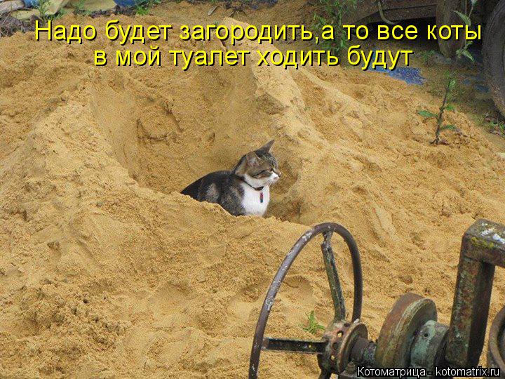 в мой туалет ходить будут Надо будет загородить,а то все коты... Котоматрица: в мой туалет ходить будут Надо будет загородить,а то все коты