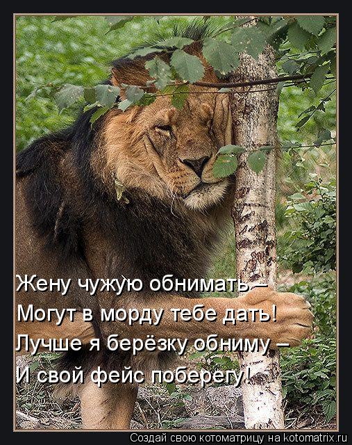 Жену чужую обнимать – Могут в морду тебе дать! Лучше я берёзку обниму – И свой фейс поберегу!... Котоматрица: Жену чужую обнимать – Могут в морду тебе дать! Лучше я берёзку обниму – И свой фейс поберегу!