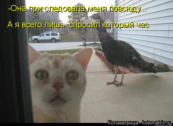 -Она при следовала меня повсюду... А я всего лишь спросил который час... Котоматрица: -Она при следовала меня повсюду... А я всего лишь спросил который час