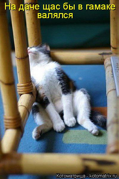 Котоматрица: На даче щас бы в гамаке валялся