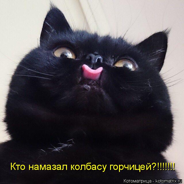 Кто намазал колбасу горчицей?!!!!!!!... Котоматрица: Кто намазал колбасу горчицей?!!!!!!!