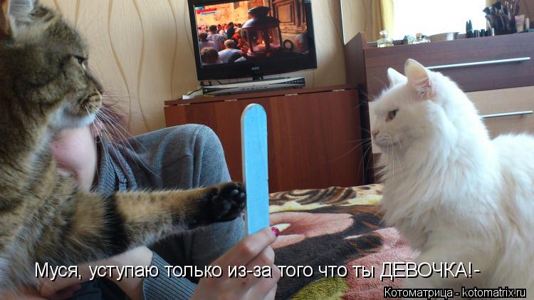 Муся, уступаю только из-за того что ты ДЕВОЧКА! -... Котоматрица: Муся, уступаю только из-за того что ты ДЕВОЧКА! -