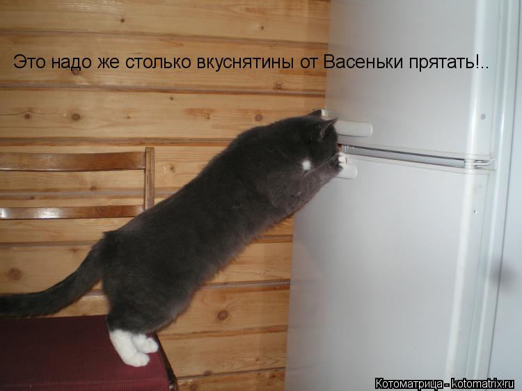 Это надо же столько вкуснятины от Васеньки прятать!..... Котоматрица: Это надо же столько вкуснятины от Васеньки прятать!..